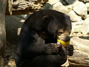Медведь вегетарианец фото